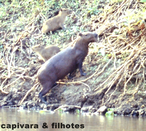 H:\capivara & filhotes.JPG