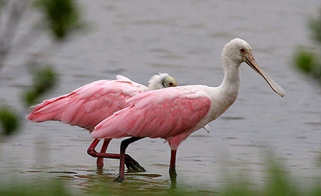 http://br.viarural.com/animais/fauna/colhereiros.jpg