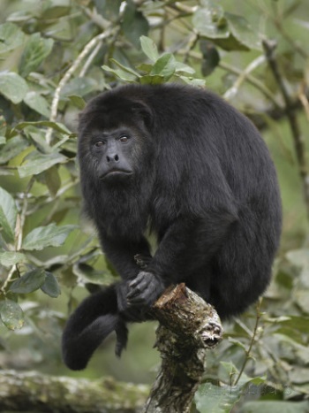 http://imgc.allpostersimages.com/images/P-473-488-90/64/6462/5WVH100Z/posters/thomas-marent-guatemalan-or-black-howler-monkey-alouatta-pigra-belize.jpg