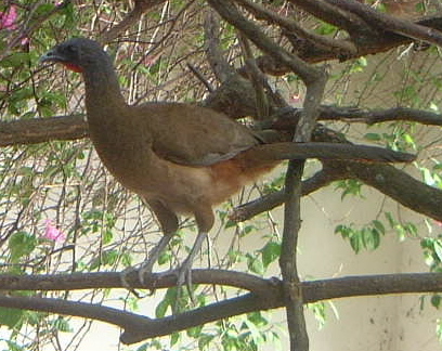 http://upload.wikimedia.org/wikipedia/commons/5/51/Rvchachalaca102.JPG