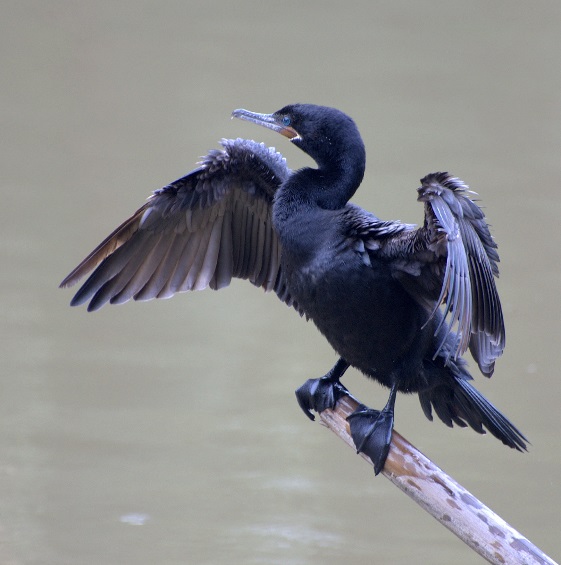 https://upload.wikimedia.org/wikipedia/commons/f/f0/Phalacrocorax_brasilianus-04.jpg